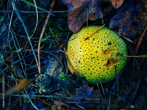 Runo Leśne photo