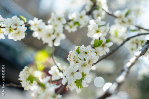 Cherry tree blossom © Christina