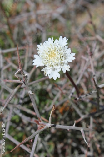 Spring in the Southern Mojave Desert is indicated by native wildflower blooms, such as the white blossoms of annual Fremont Pincushion, Chaenactis Fremontii, in Joshua Tree National Park. photo