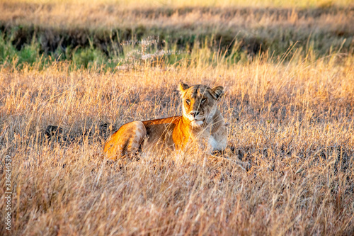 Majestic lions bask in the golden light of the setting sun. © Kathryn