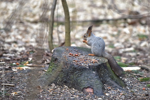 Squirrel in the Park in the spring in  Kuskovo park.