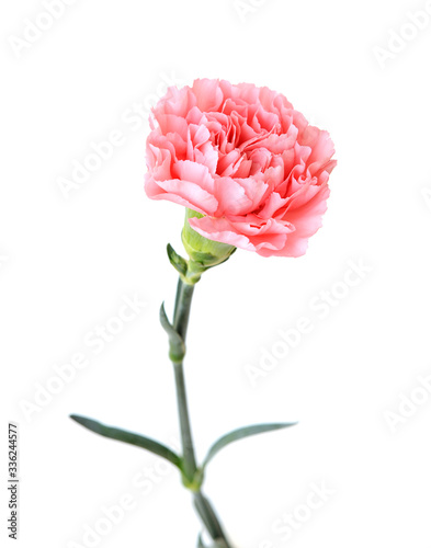 a blowing carnation photo