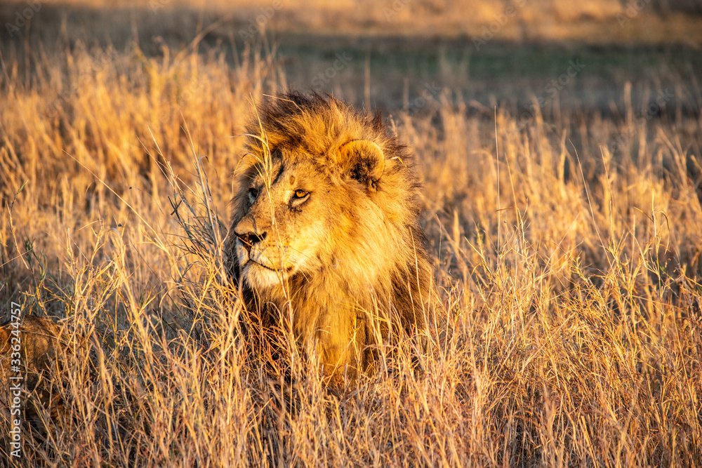 Fototapeta premium Majestic lions bask in the golden light of the setting sun.