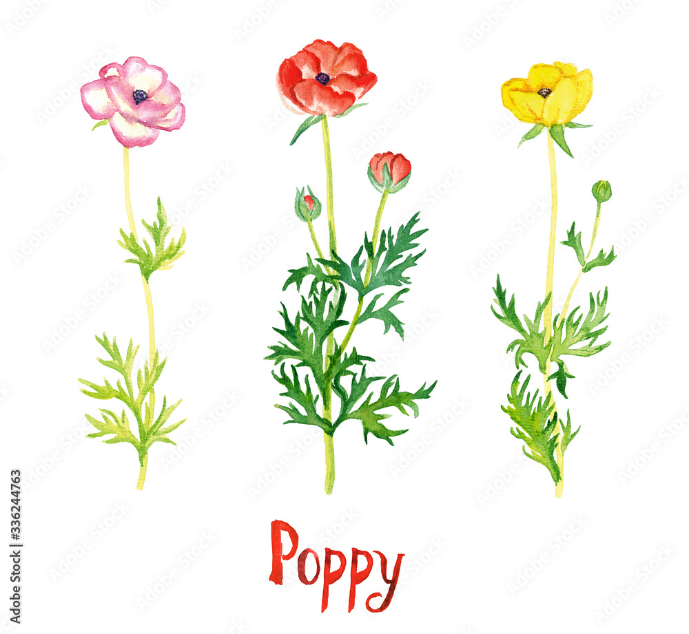 Wild pink, red and yellow poppy  flowers collection isolated on white hand painted watercolor illustration with handwritten inscription