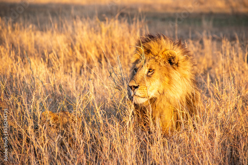 Majestic lions bask in the golden light of the setting sun.