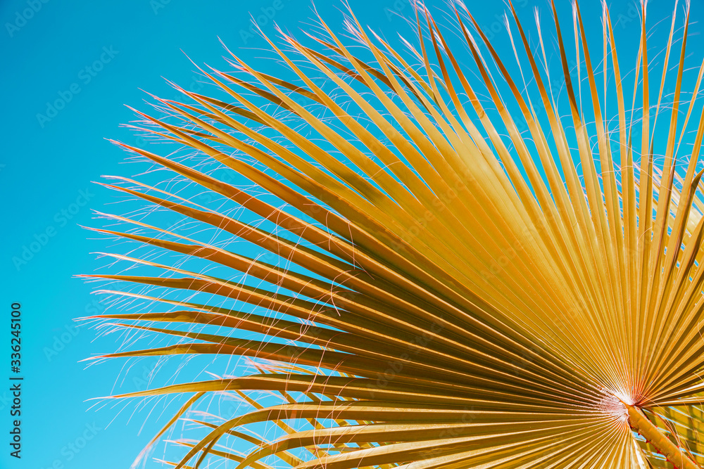 Obraz premium Palm tree leaves under blue sky