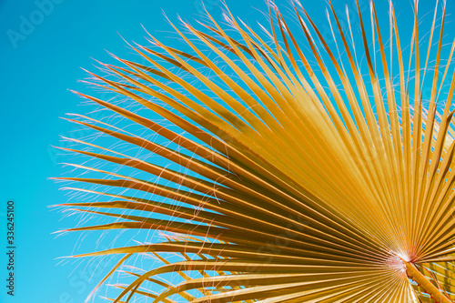 Palm tree leaves under blue sky