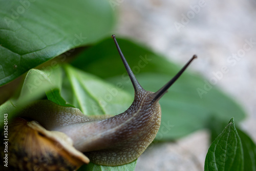 Big snail in shell crawling on grass or reed of corn, summer day in garden. Close up small Garden snail (Helix aspersa) on green leaf in the garden