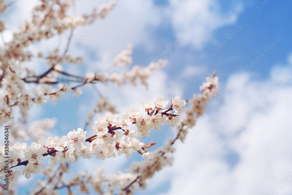 Spring flowering trees with white flowers in the garden against the blue sky, copy space. Spring background, toned
Spring flowering trees with white flowers in the garden against the blue sky, copy space. Spring background, toned