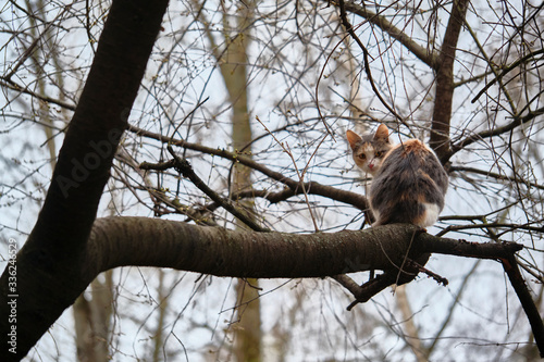 street cat sits on a tree branch