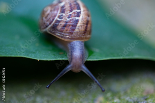 Big snail in shell crawling on grass or reed of corn, summer day in garden. Close up small Garden snail (Helix aspersa) on green leaf in the garden