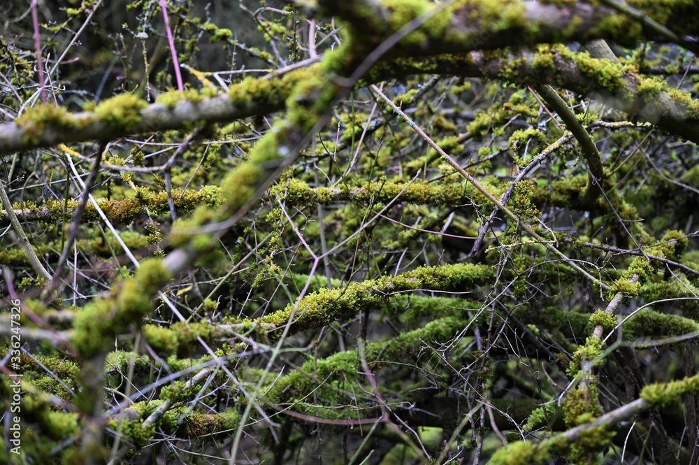 Mit grünem Moos bewachsenes Gehölz (Unterholz) in Detailaufnahme