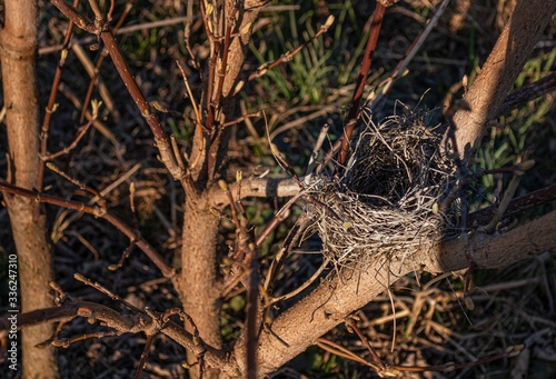 Nest in the branches of a tree