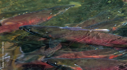 Red salmon dorsal fin breaks the water surface as it swims up stream