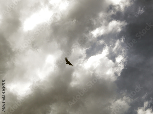 Canvas-taulu Condor, daytime bird of prey, He lives in the Andes