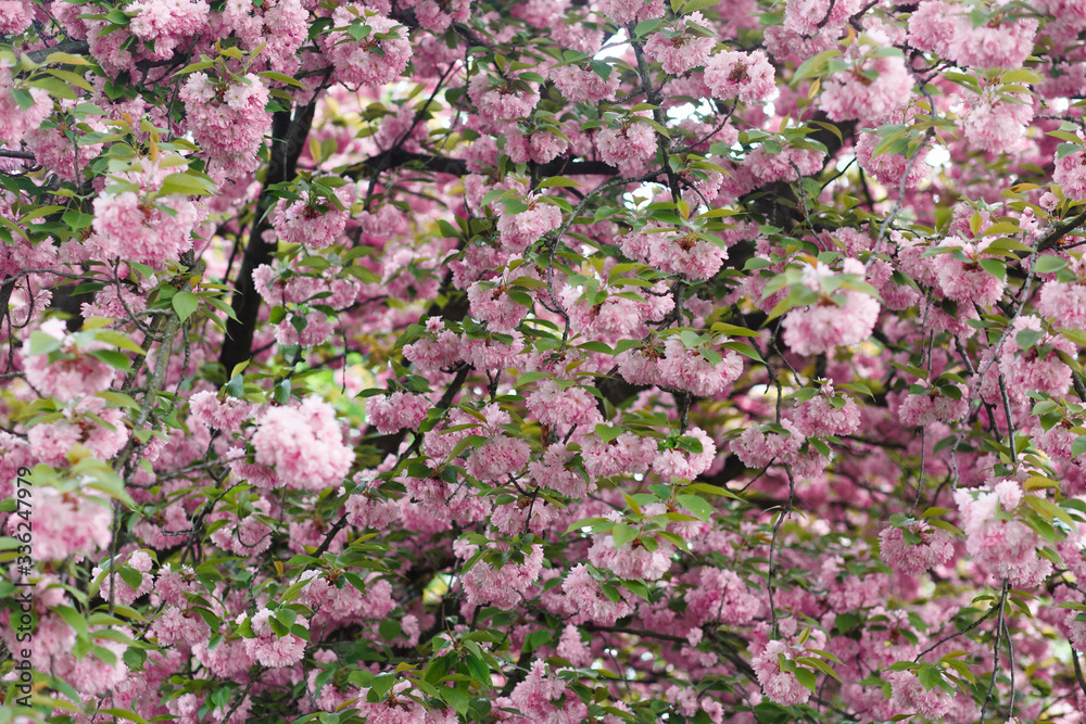 Flowers Sakura flowering in spring sakura tree. Abstract nature background. Symbol of Japan.
