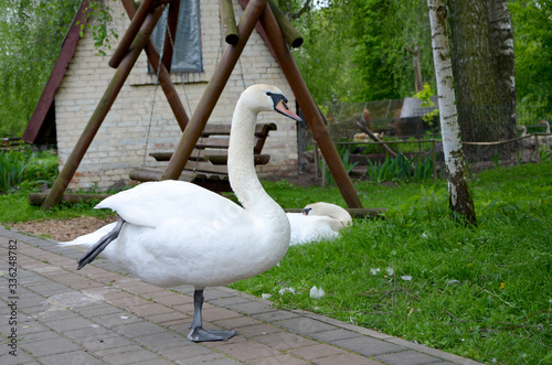 Fototapeta Naklejka Na Ścianę i Meble -  white swans beautiful birds in the garden