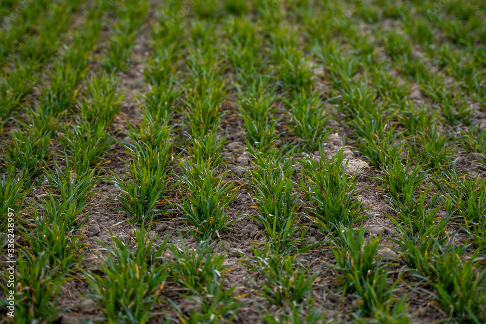Young green wheat seedlings growing on a field. Agricultural field on which grow immature young cereals, wheat. Wheat growing in soil. Close up on sprouting rye on a field in sunset. Sprouts of rye. Young green wheat seedlings growing on a field. Agricultural field on which grow immature young cereals, wheat. Wheat growing in soil. Close up on sprouting rye on a field in sunset. Sprouts of rye.
