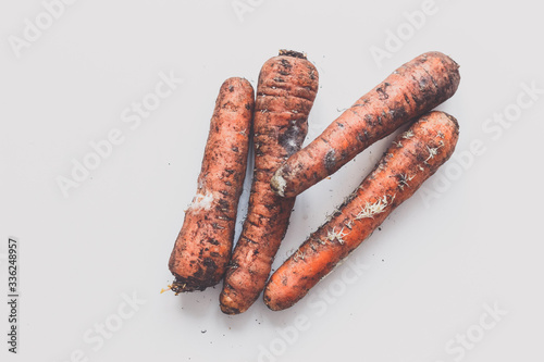 Rot carrots with fungus on white backdrop. Top view