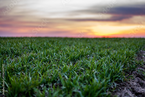 Young green wheat seedlings growing on a field. Agricultural field on which grow immature young cereals, wheat. Wheat growing in soil. Close up on sprouting rye on a field in sunset. Sprouts of rye.