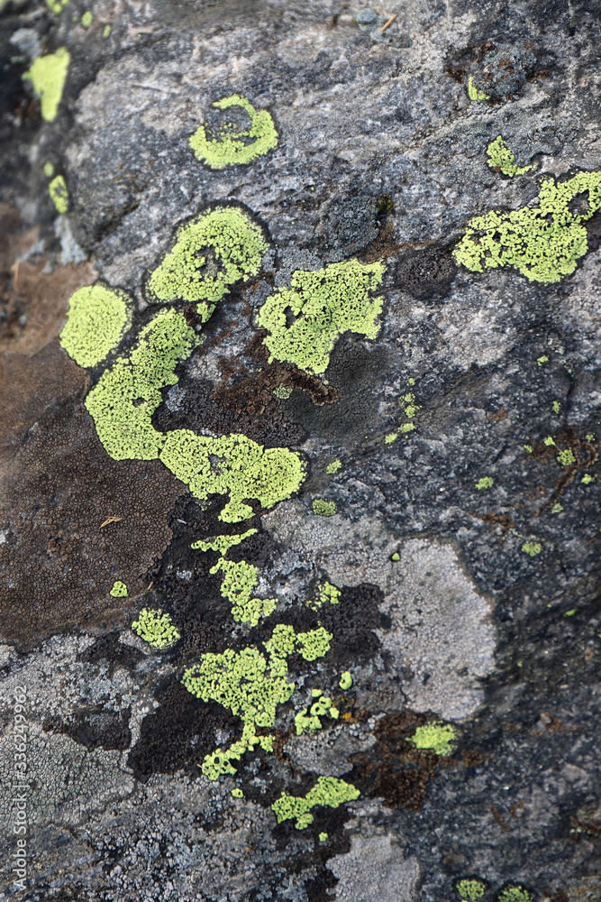 Fototapeta premium ancient textured stone in the forest