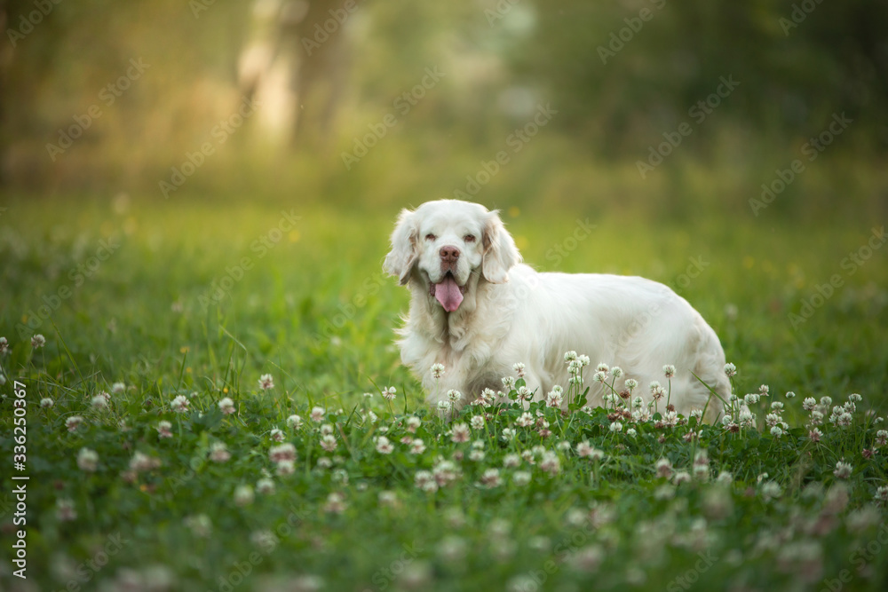 dog in the park at sunset. Clumber spaniel in nature in the grass in summer