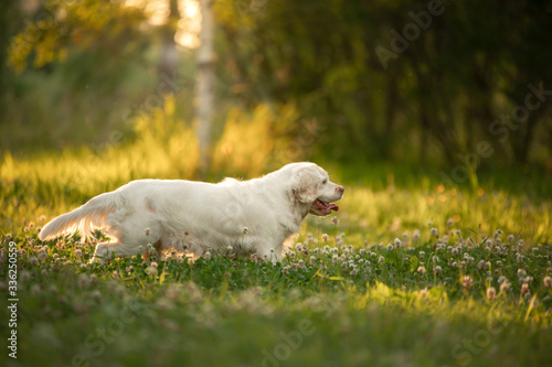 dog in the park at sunset. Clumber spaniel in nature in the grass in summer