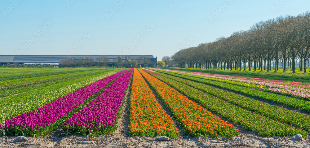 Agricultural field with tulips below a blue sky in sunlight in spring
