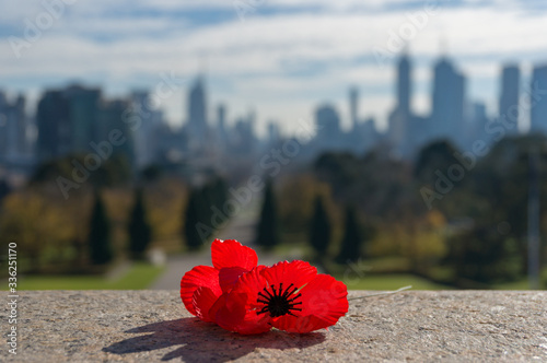 Close up of red poppy flower with urban cityscape on the background