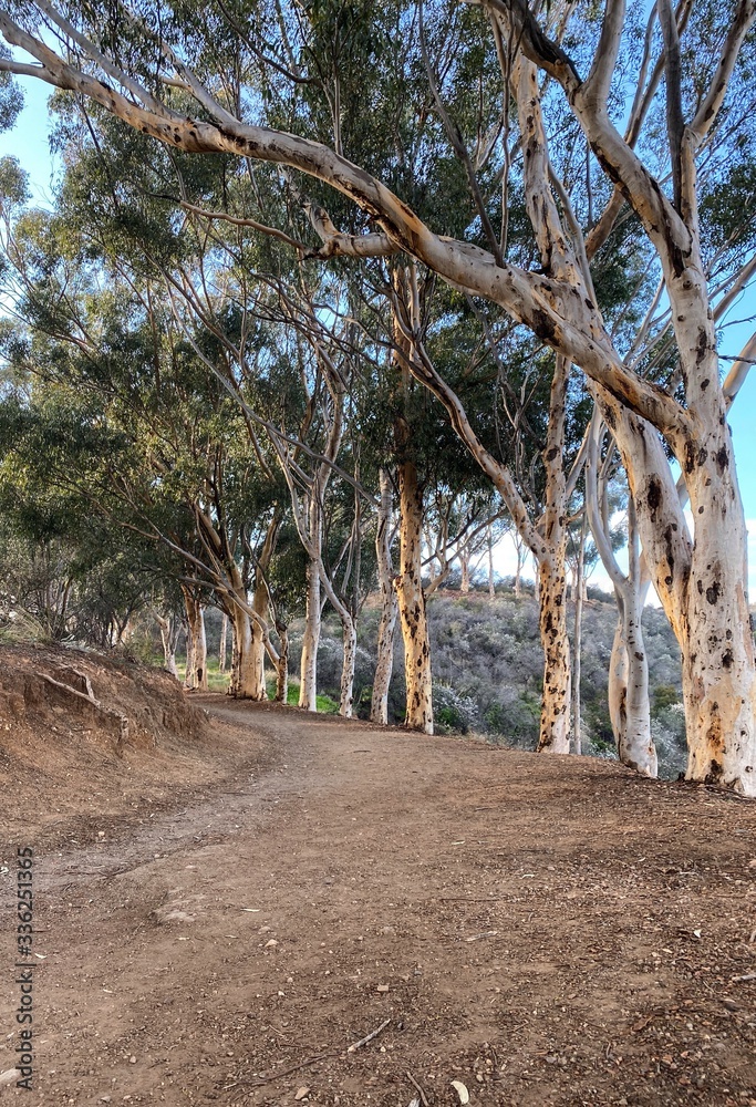 Fototapeta premium road in the park
