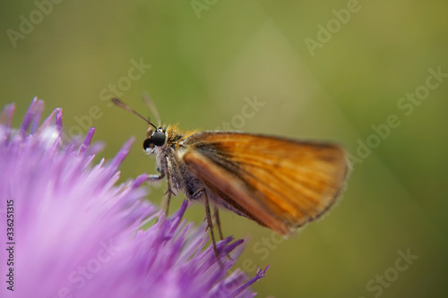 Nahansicht eines Schmetterlings - Rostfarbiger Dickkopffalter © Revilo Lessen