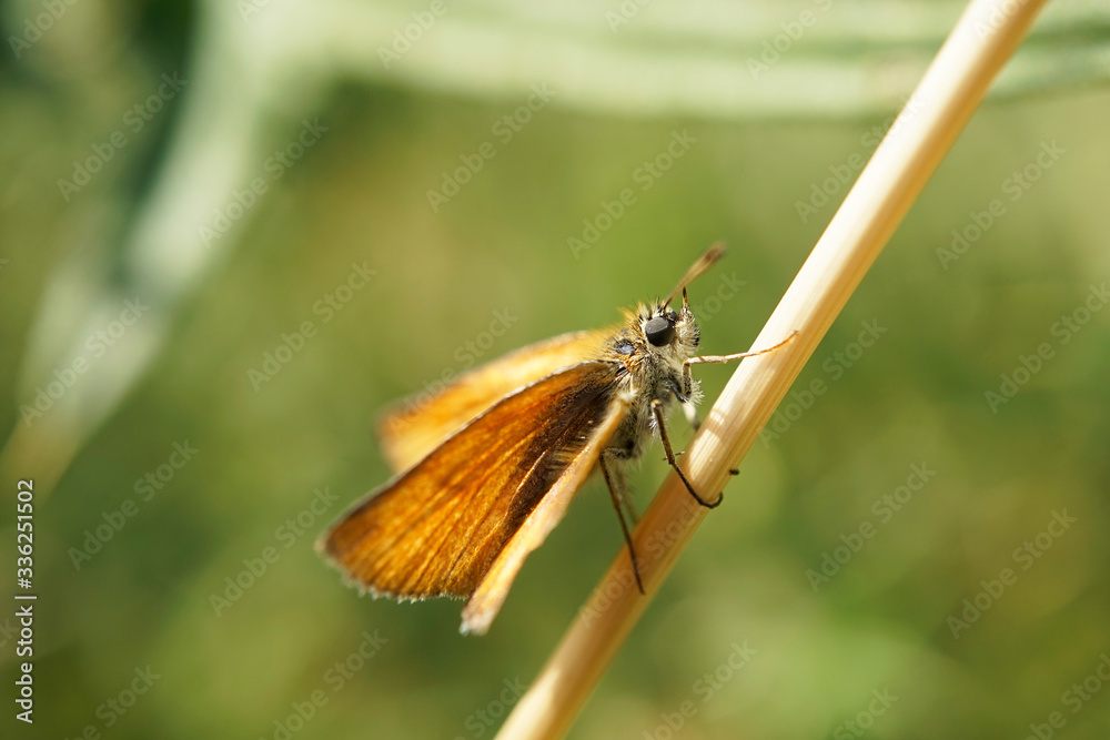 Obraz premium Nahansicht eines Schmetterlings - Rostfarbiger Dickkopffalter
