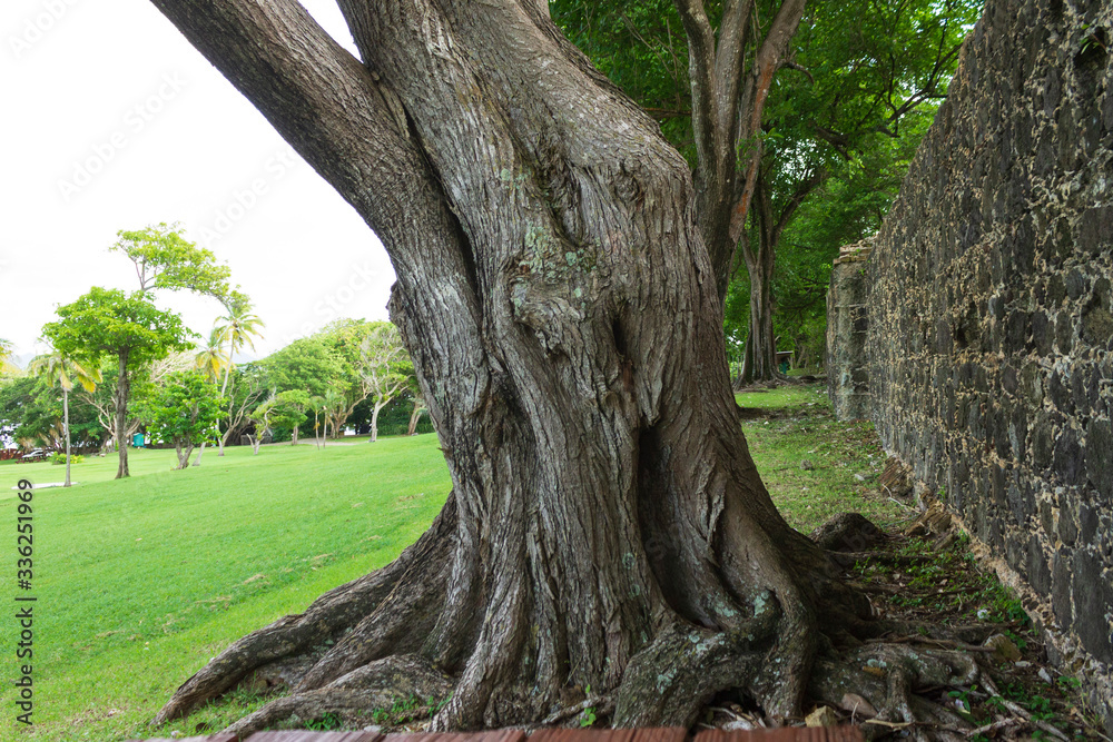 Huge trunk of an old white cedar tree on a lawn with mowed green grass 
