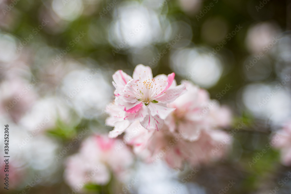 Flowering cherry tree, sakura branch with pink and red flowers