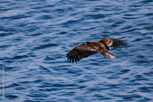 eagle flying over ocean