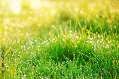Green grass with droplets of water in the morning, Nature background.