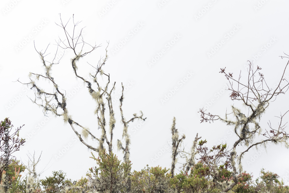 Fototapeta premium Chingaza National Natural Park, Colombia. Moor, lichen covered tree branches against a white, totally cloudy sky