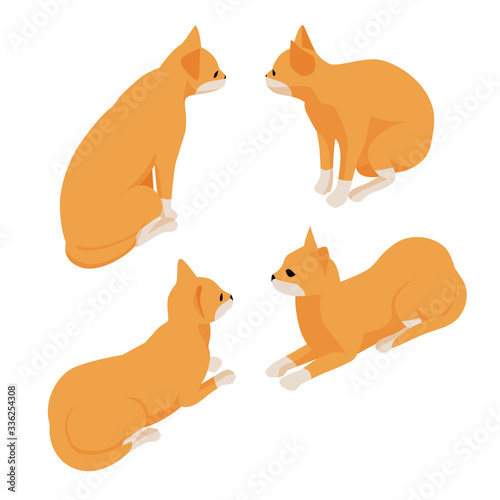 Isometric red cat isolated on white background. Ginger cat. Set of different cartoon cats.