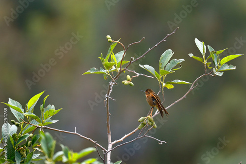 Shining sunbeam (Aglaeactis cupripennis) perched on a branch stretching its plumage. photo