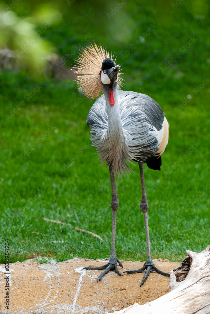 Fototapeta premium Gru coronata grigia