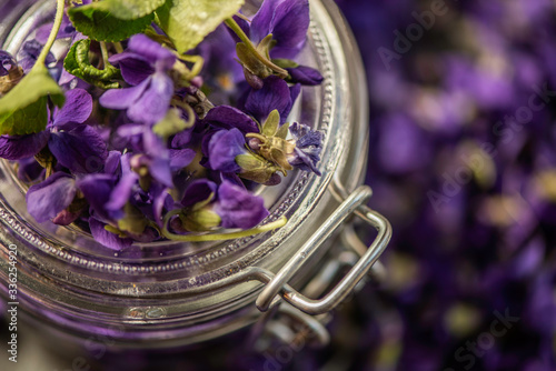 close up of wild violeta odorata woodland violet styled studio hot colse up on a glass jar  photo