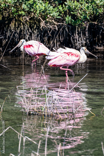 Pink Spoonbills Dancing