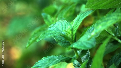 green mint grows in the yard and moves slowly from the wind