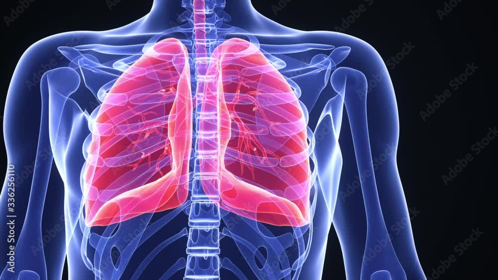 Zoom into lungs infected with coronavirus SARS-CoV-2 covid-19 causing diffuculty in breathing or pneumonia or other covid-19 related lung disease. Realistic high quality 3d medical animation. 