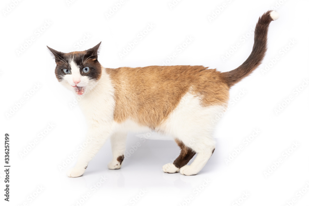 Siamese and ragdoll cross cat making a face on white background