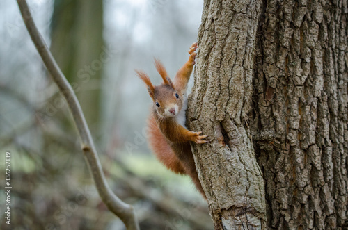 Squirrel plays hide and seek © Christoph