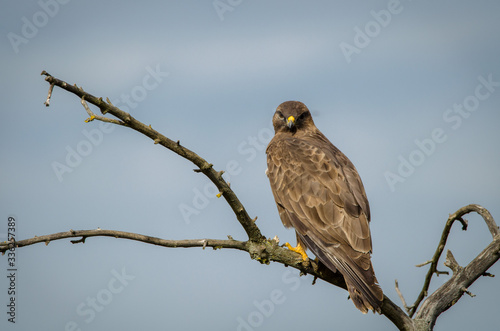 The Common Buzzard is seeing you