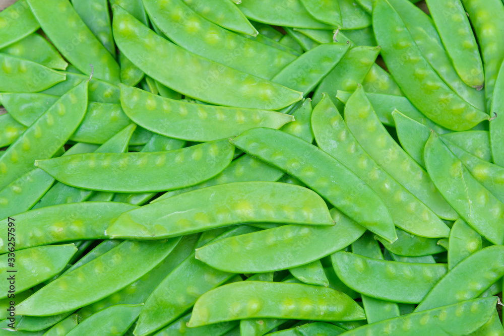 green snow pea pods background. green snow pea pods background.