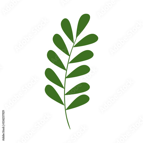 Isolated leaf icon design of Floral nature plant garden ornament botany decoration and life theme Vector illustration