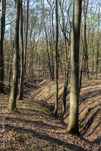 Wallpaper Mural Hiking trail in the Naszaly mountain, Hungary Torontodigital.ca